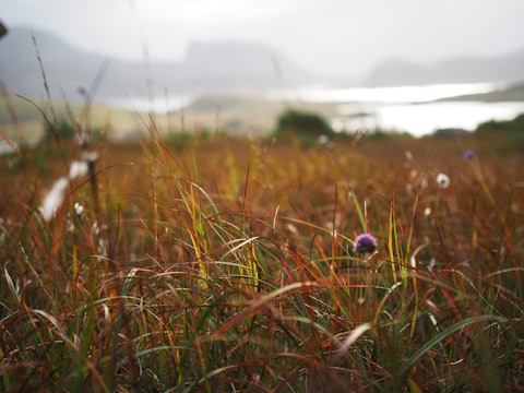 Autumn grasses and a thistle in flower by the water