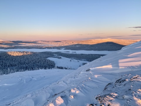 Low winter sun over a snowed-in spruce forest